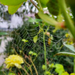 Das Bild zeigt ein Spinnennetz im Garten mit Tautropfen. Das Motiv gehört zum Kalender "Naturflüstern - bunt & voller Leben" und wird im Monat April gedruckt.