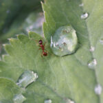 Das Bild zeigt eine Rote Gartenameise auf einem Blatt mit Wassertropfen. Das Motiv gehört zum Kalender "Naturflüstern - bunt & voller Leben" und wird im Monat März gedruckt.