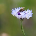 Das Bild zeigt eine Biene in einer Blume. Das Motiv gehört zum Kalender "Naturflüstern - bunt & voller Leben" und wird im Monat Mai gedruckt.