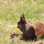 Das Bild zeigt ein rotes Eichhörnchen mit seiner Beute. Das Motiv gehört zum Kalender "Naturzauber - Bunt und Lebendig" und wird als Titelbild gedruckt.